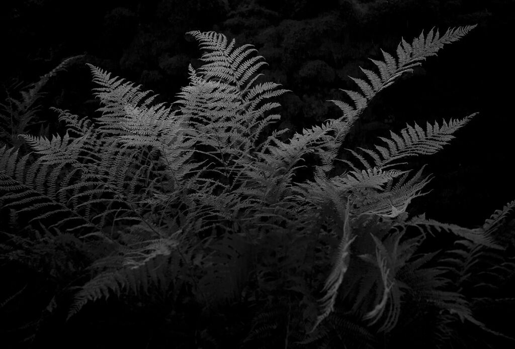 Delicate fern in Cumbria, United Kingdom. Delicate fern in Cumbria, United Kingdom.